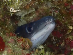 Conger conger