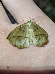 Prochoerodes lineola