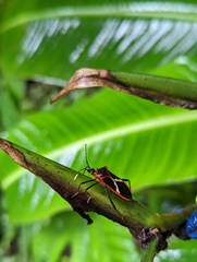 Leptoscelis tricolor