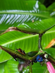 Leptoscelis tricolor