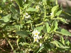 Solanum physalifolium