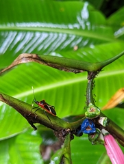 Leptoscelis tricolor