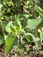 Solanum physalifolium