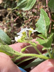 Solanum physalifolium