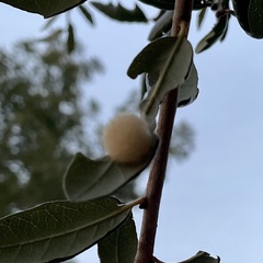 Druon quercuslanigerum