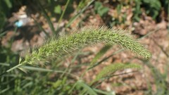 Setaria