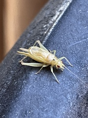 Cyrtoxipha columbiana