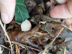 Mycena galopus