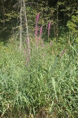 Lythrum salicaria