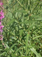 Lythrum salicaria