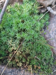 Atrichum undulatum