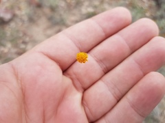 Thymophylla setifolia