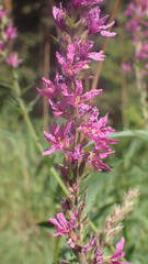 Lythrum salicaria