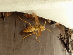 Polistes olivaceus