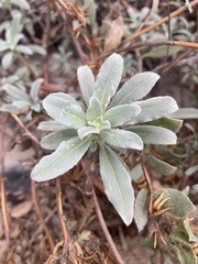 Camissoniopsis