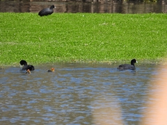 Fulica atra australis
