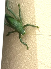 Pseudophyllanax imperialis