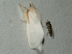 Trichiocercus sparshalli