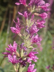 Lythrum salicaria