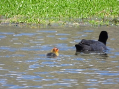 Fulica atra australis