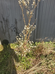 Erigeron philadelphicus