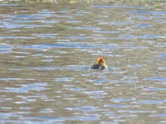 Fulica atra australis