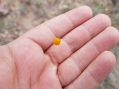 Thymophylla setifolia