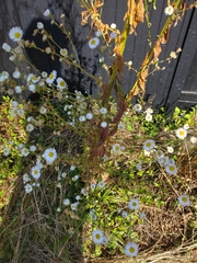 Erigeron philadelphicus