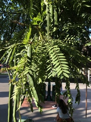 Cassia leptophylla