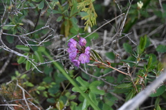 Kalmia microphylla