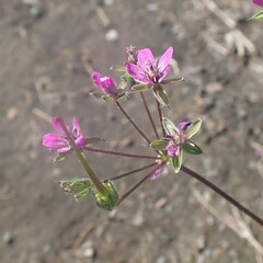 Erodium cicutarium