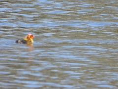 Fulica atra australis