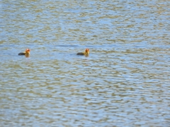 Fulica atra australis