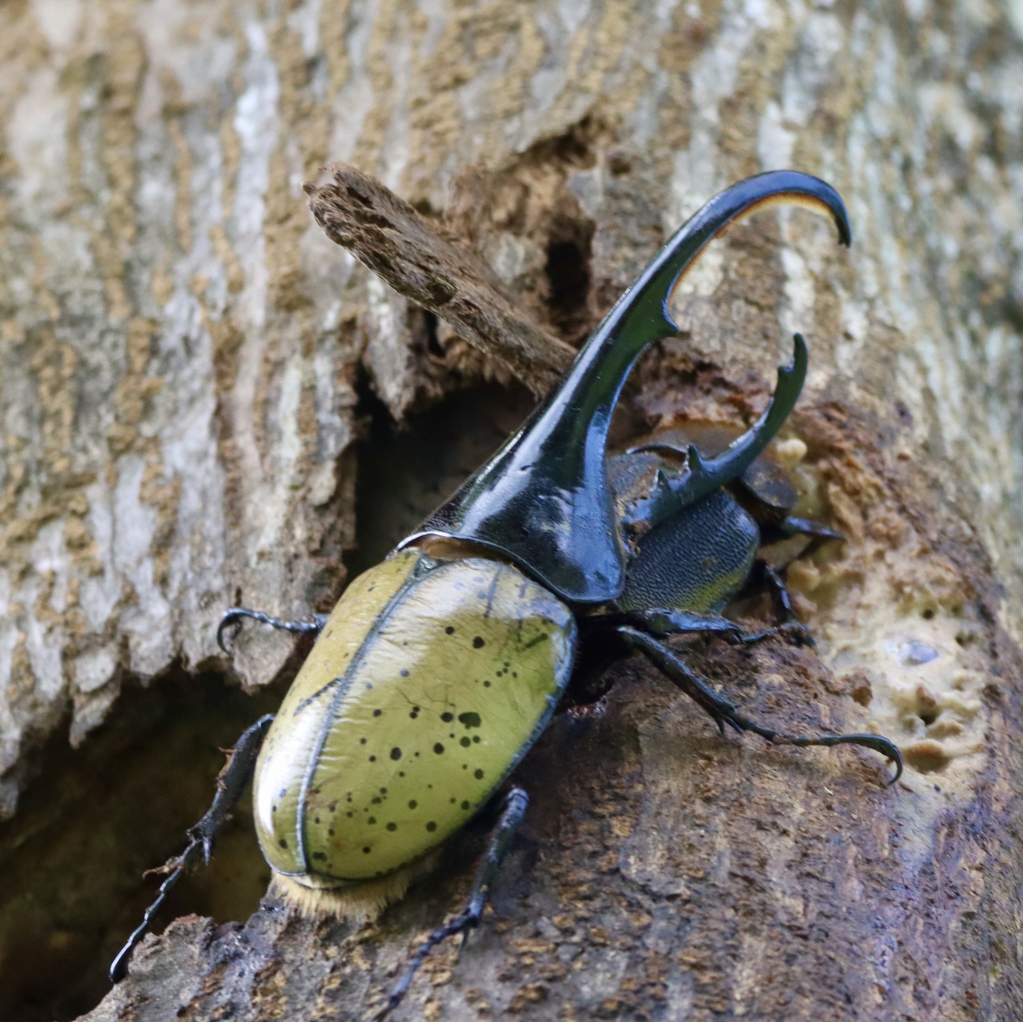 ヘルクレスオオカブト (Dynastes hercules) · iNaturalist