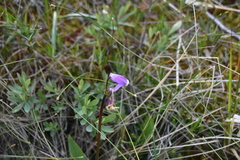 Primula jeffreyi