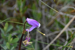 Primula jeffreyi