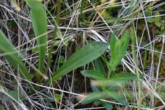 Primula jeffreyi