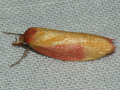 Wingia hesperidella