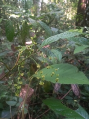 Primulaceae