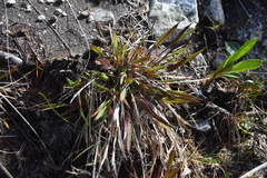 Dichanthelium acuminatum