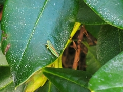 Graphocephala fennahi