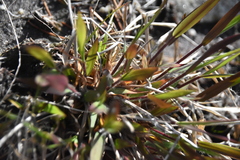 Dichanthelium acuminatum