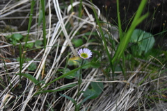 Erigeron peregrinus