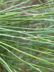 Cronartium ribicola
