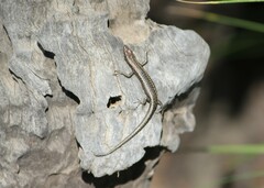 Cryptoblepharus pannosus