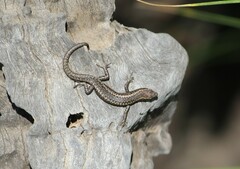 Cryptoblepharus pannosus