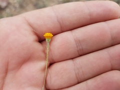 Thymophylla setifolia