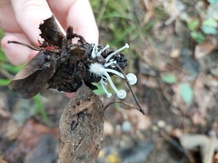 Hemimycena lactea
