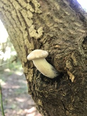 Hypsizygus