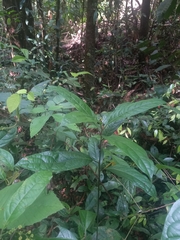 Primulaceae
